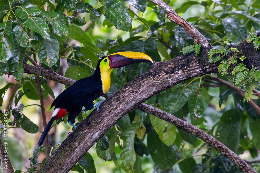 Yellow Throated Toucan