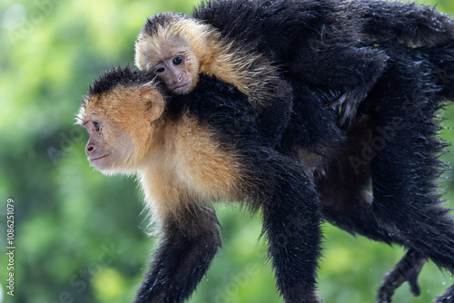 Mother and Baby White Face Capuchin Monkeys