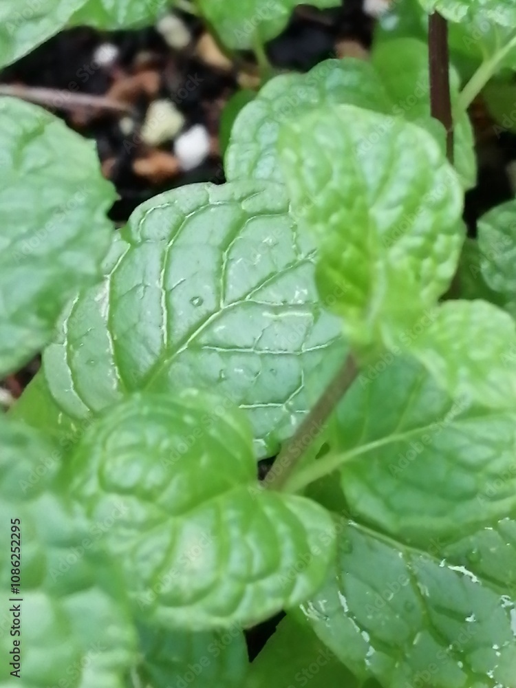 Fototapeta premium 水玉