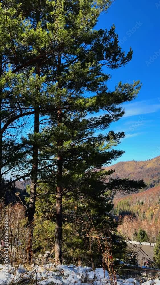 A distant telephoto shot compresses the pine tree against the grandeur of the mountain range, emphasizing its connection to the vast landscape. High quality 4k footage A distant telephoto shot compresses the pine tree against the grandeur of the mountain range, emphasizing its connection to the vast landscape. High quality 4k footage