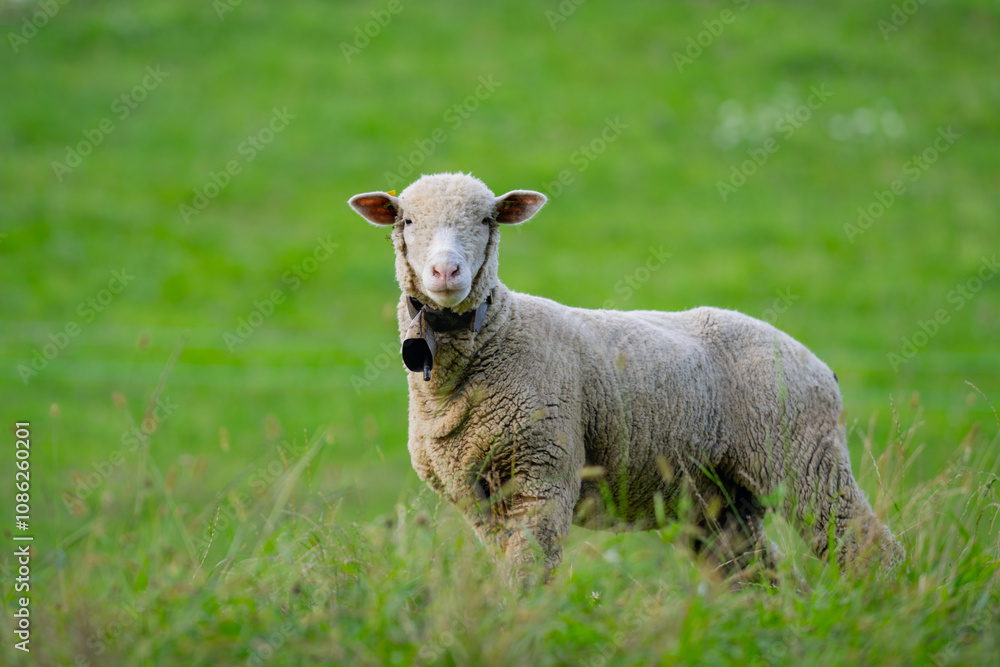 The sheep in the meadows. Small flock of sheep in Swiss Alps. Sheep pasture on an farm, close up. Sheeps eating grass on a field. Sheep grazing in an alpine meadow. The sheep in the meadows. Small flock of sheep in Swiss Alps. Sheep pasture on an farm, close up. Sheeps eating grass on a field. Sheep grazing in an alpine meadow.