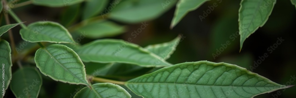 Delicate leaves with sensitive tips fold inward upon touch, delicate leaves, botanical photography, folding leaves Delicate leaves with sensitive tips fold inward upon touch, delicate leaves, botanical photography, folding leaves