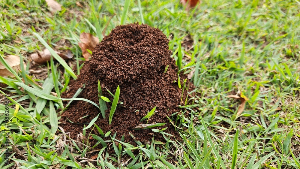A small mound of loose soil, an ant or termite hill, surrounded by green grass and scattered leaves, blending into the natural outdoor environment. A small mound of loose soil, an ant or termite hill, surrounded by green grass and scattered leaves, blending into the natural outdoor environment.