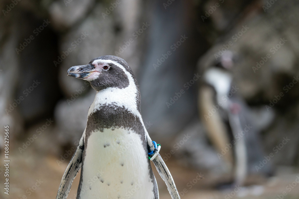 Naklejka premium かわいいフンボルトペンギンの横顔