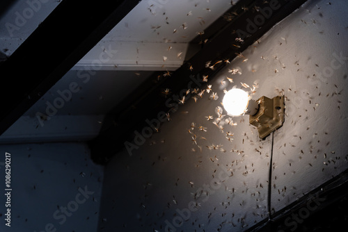 Foto A swarm of flying termites approaching a light bulb or a light source
