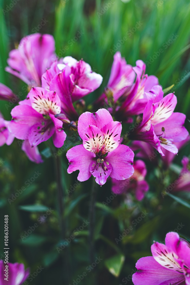 Lirio de campo, Alstroemeria Lirio de campo, Alstroemeria