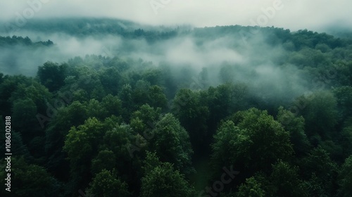 Misty forest aerial view, lush green canopy, fog rolling over hills.