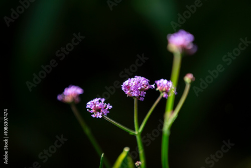 Verbena flowers in the garden, Thailand. 