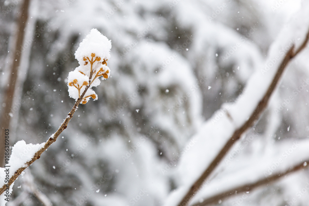 snow covered branches