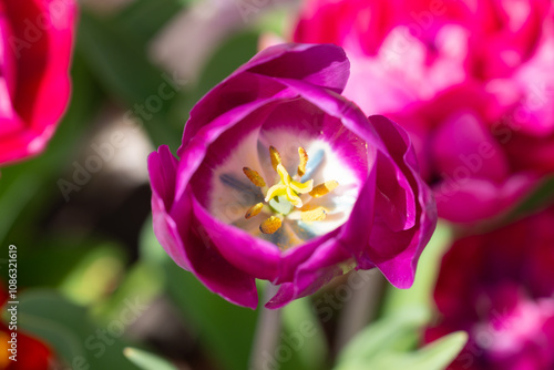 Tulip flower in tulip field at spring day. Vivid tulips in the park. Spring landscape. Colorful tulip garden in spring. The Tulip. Beautiful bouquet of tulips. Spring nature. photo