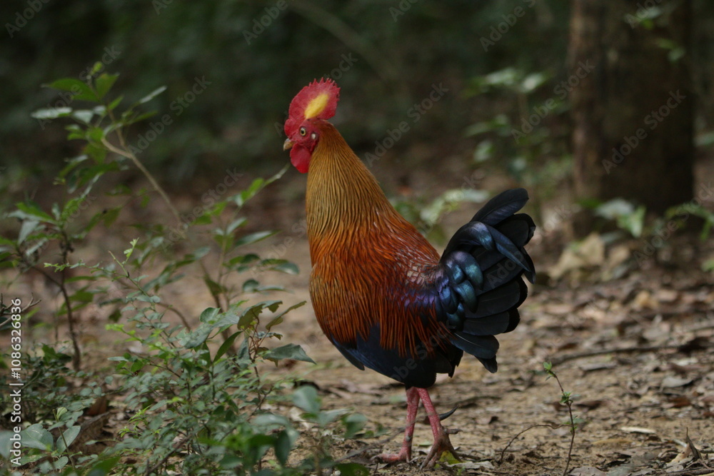 Fototapeta premium Sri Lankan Birds in the Wild, Sri Lanka 