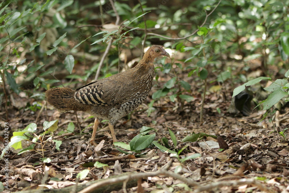 Sri Lankan Birds in the Wild, Sri Lanka Sri Lankan Birds in the Wild, Sri Lanka