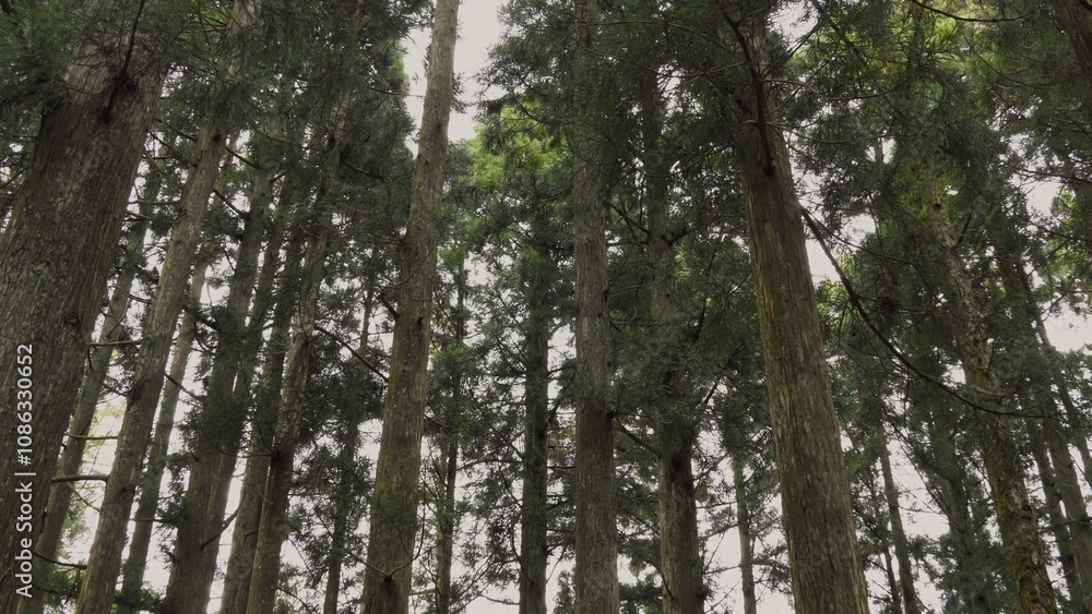 日本の美しい森(岡山県立森林公園)03 日本の美しい森(岡山県立森林公園)03