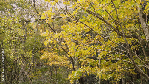 日本の美しい紅葉（岡山県立森林公園）07 photo