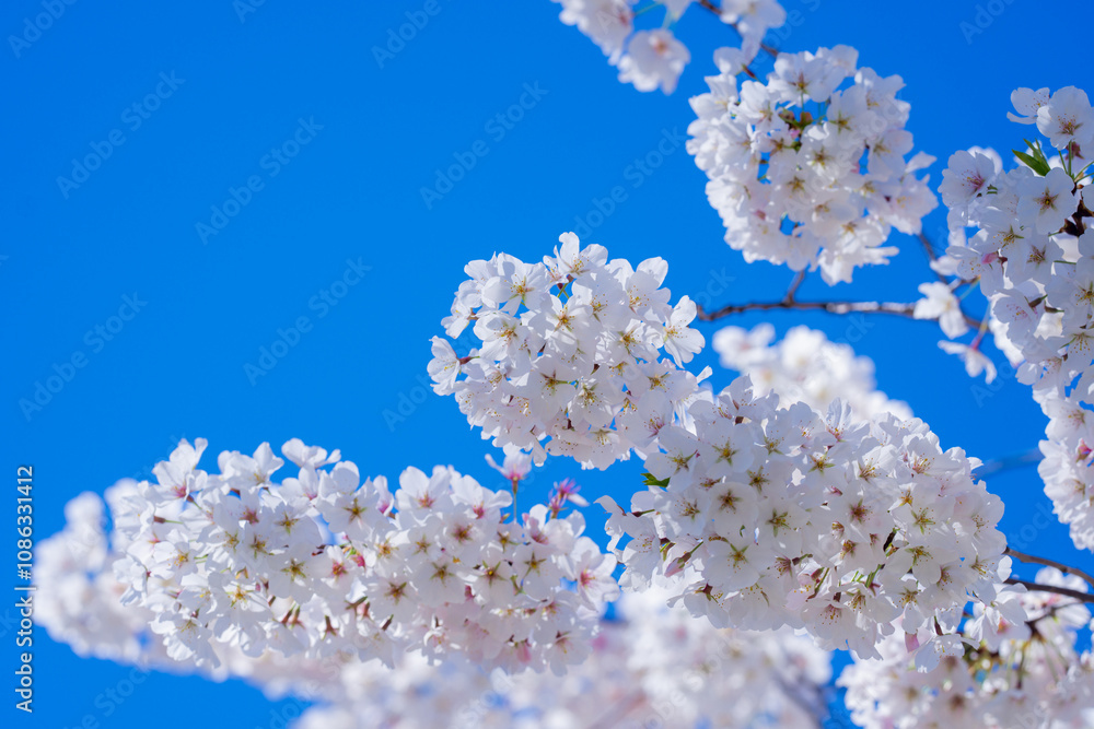 Sunny Spring Day. Spring background of branches of a blossoming tree on blue sky. Cherry blossoms trees in spring. White plum blossom, beautiful white flowers, plum branch. Bloom on branch. Sunny Spring Day. Spring background of branches of a blossoming tree on blue sky. Cherry blossoms trees in spring. White plum blossom, beautiful white flowers, plum branch. Bloom on branch.