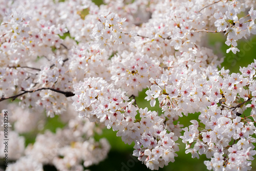 Spring background. Blossom Cherry tree flowers on blue sky background. Spring flowers. Blooming tree branch with large white flowers. Flowering. Spring pattern. photo