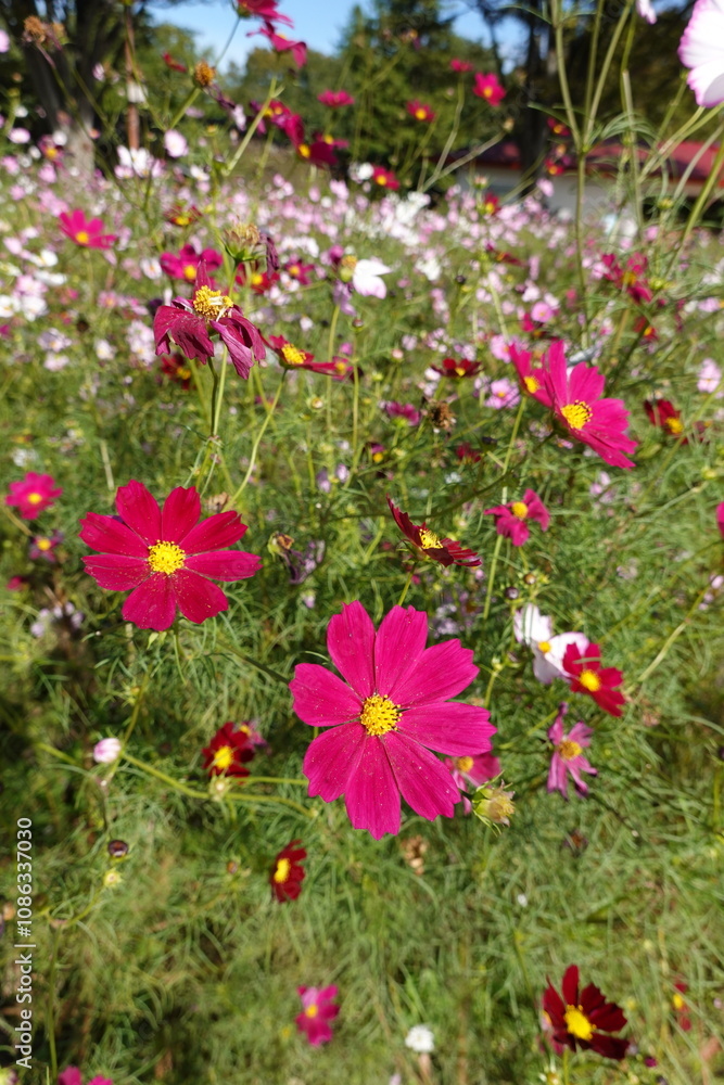 Obraz premium コスモス