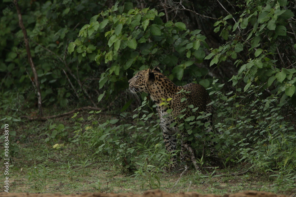Sri Lankan Leopards in Wilpattu National Park, Sri Lanka Sri Lankan Leopards in Wilpattu National Park, Sri Lanka
