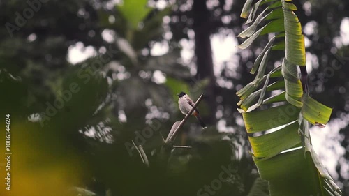 Sooty-headed Bulbul or Pycnonotus aurigaster perched on a dry bamboo pole photo