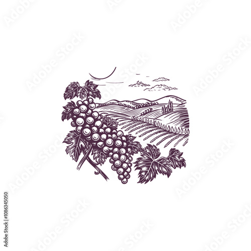 Vineyard plantation design vector vintage artwork