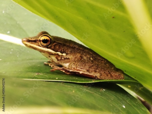 Macro shoot of hylarana chalconota or kongkang kolam , common green frog in Indonesia. Amphibians,  sitting on a green leaf.