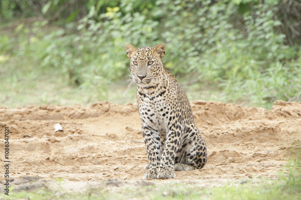 Sri Lankan Leopards in Wilpattu National Park, Sri Lanka Sri Lankan Leopards in Wilpattu National Park, Sri Lanka