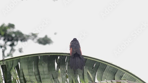 Java bubut bird (Centropus nigrorufus) perched on a banana leaf photo