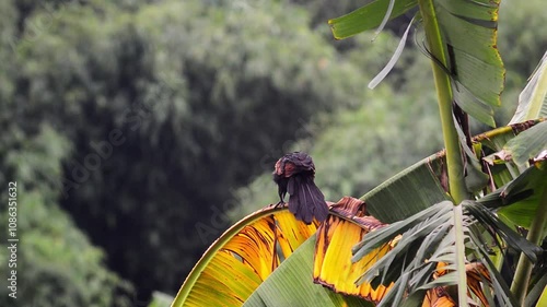 Java bubut bird (Centropus nigrorufus) perched on a banana leaf