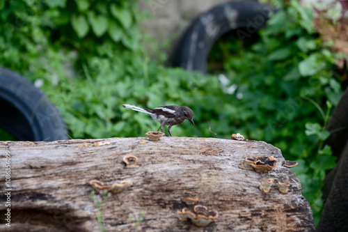 Closeup of Oriental Magpie Robin bird (Copsychus saularis) looking for food on tree with a natural background at Thailand. photo