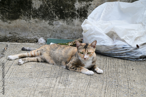 Closeup of The Thai cat was lying on the cement floor comfortably outside the building in Thailand.