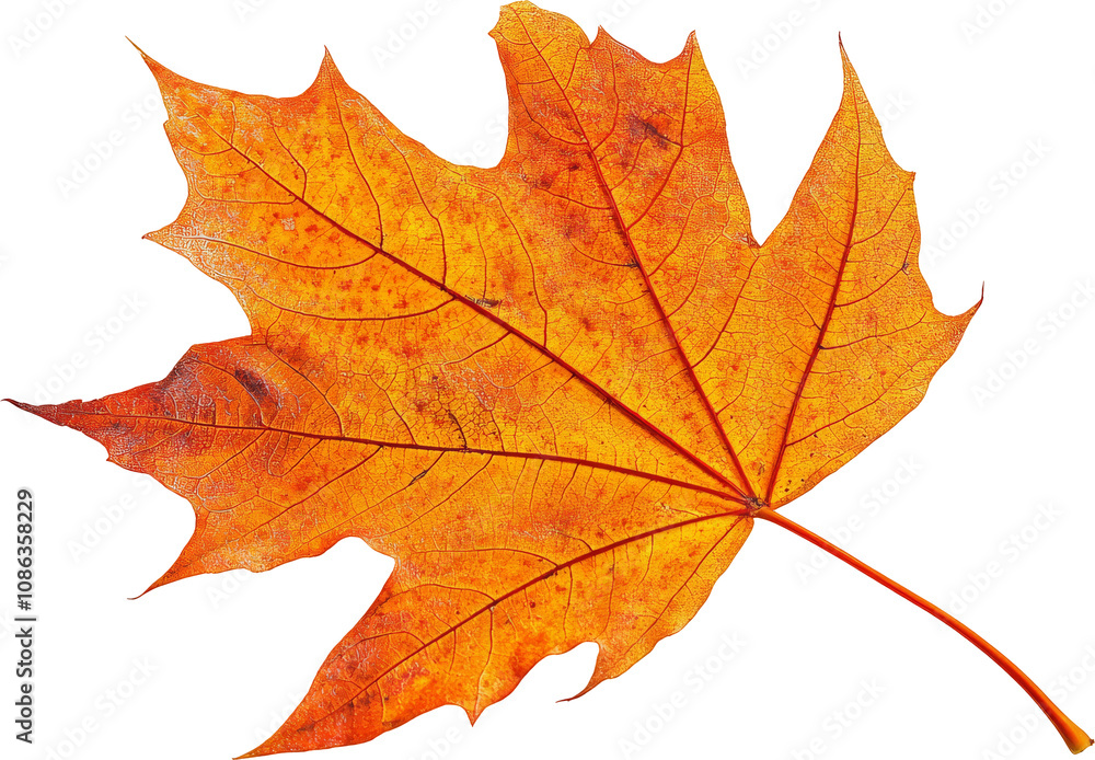 Close-up of a maple leaf with vibrant autumn colors on a transparent background. Nature and seasonal beauty concept Close-up of a maple leaf with vibrant autumn colors on a transparent background. Nature and seasonal beauty concept