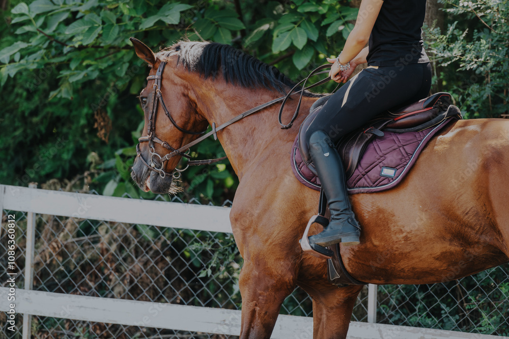 Obraz premium A horse and rider enjoy a peaceful ride in a lush, green outdoor setting. The equestrian is dressed in traditional riding attire, showcasing harmony and connection with the horse.