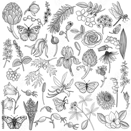 Wallpaper Mural set of vintage drawing flowers, leaves, tree branches, berries and butterflies, floral graphic design elements at white background, hand drawn illustration Torontodigital.ca