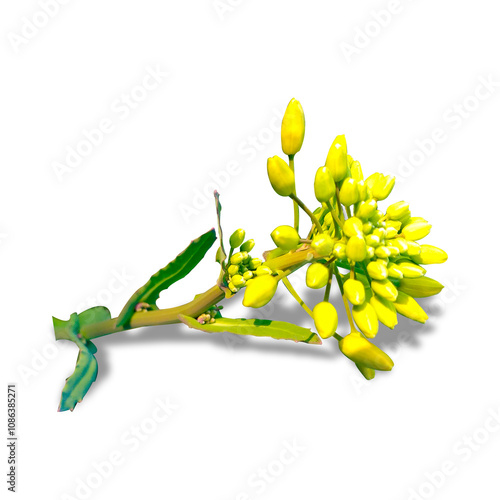 canola flower image white background yellow flower