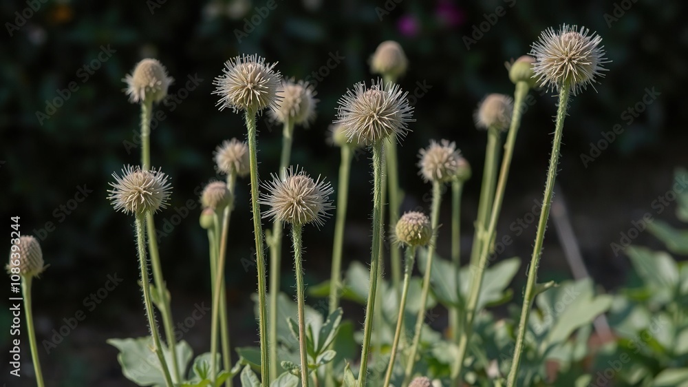 Oval hairy flowers with long stalks growing in a garden bed, landscape, blooming flowers, plants Oval hairy flowers with long stalks growing in a garden bed, landscape, blooming flowers, plants