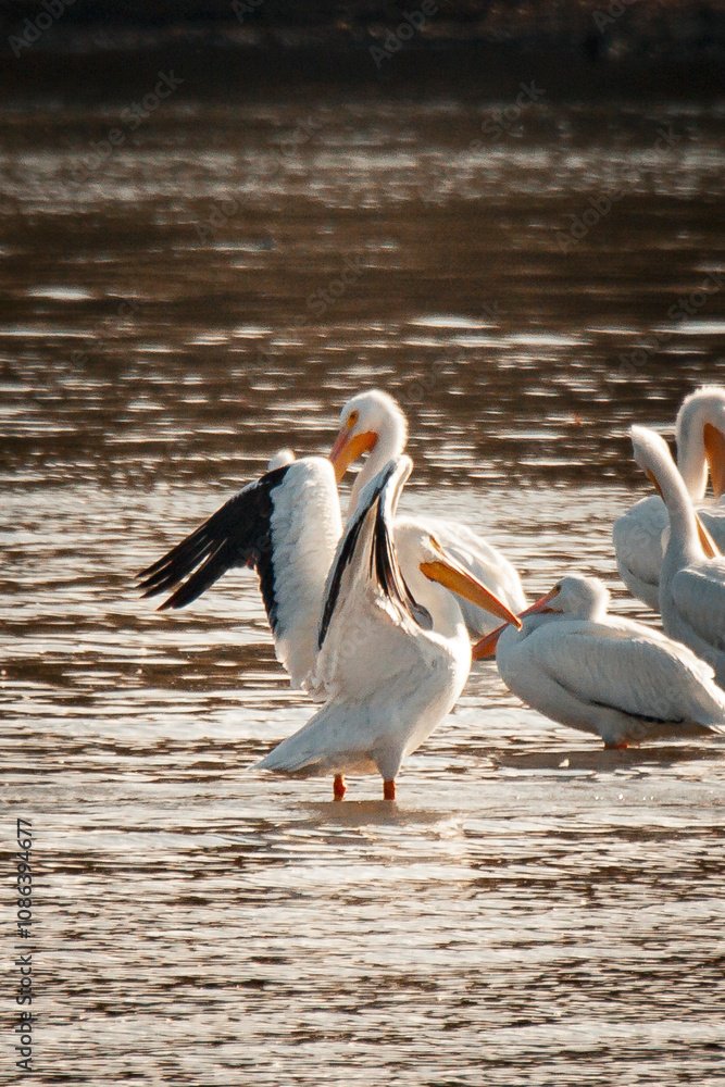 pelican, birds, flow, feather, fly, bird, pelicans, beach pelican, birds, flow, feather, fly, bird, pelicans, beach