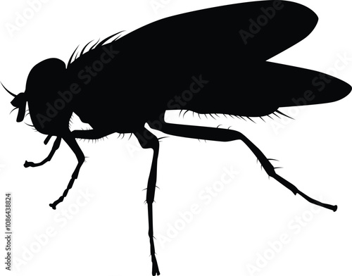 Fly silhouette illustration. Insect animal isolated on white.