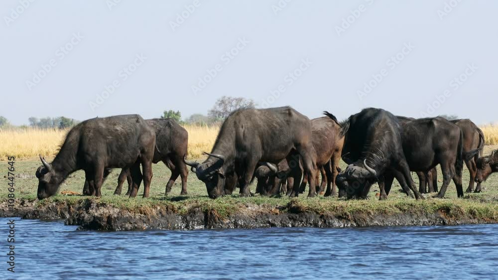 An African buffalo (Syncerus caffer) herd grazing on edge of river, Chobe National park, Botswana An African buffalo (Syncerus caffer) herd grazing on edge of river, Chobe National park, Botswana