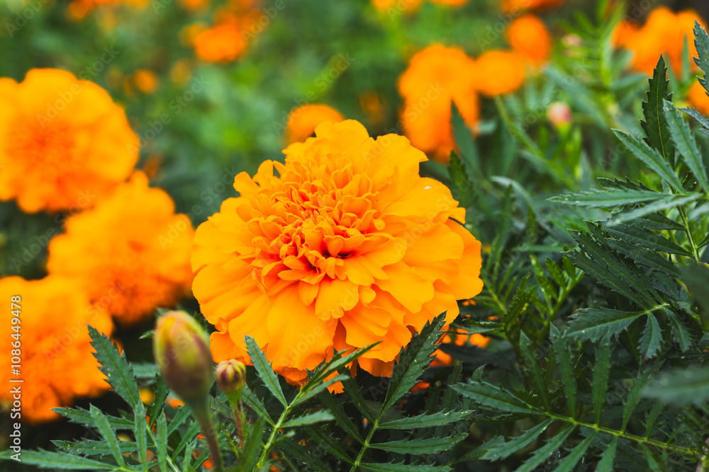 色鮮やかなオレンジ色のマリーゴールドの花 色鮮やかなオレンジ色のマリーゴールドの花
