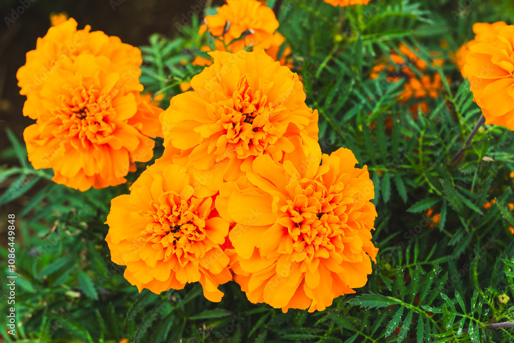 色鮮やかなオレンジ色のマリーゴールドの花 色鮮やかなオレンジ色のマリーゴールドの花