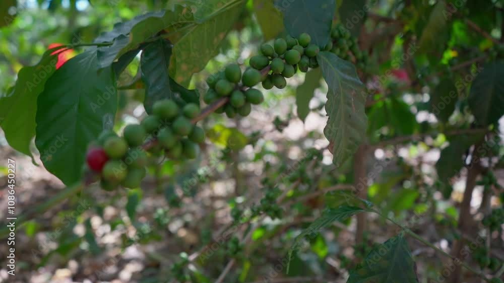 The green coffee cherry is the first step in the coffee production process. The green coffee cherry is the first step in the coffee production process.