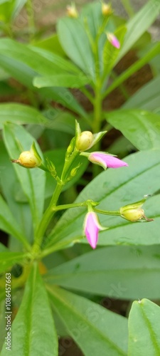 Bud of Purple and yellow flower with leaves in the garden