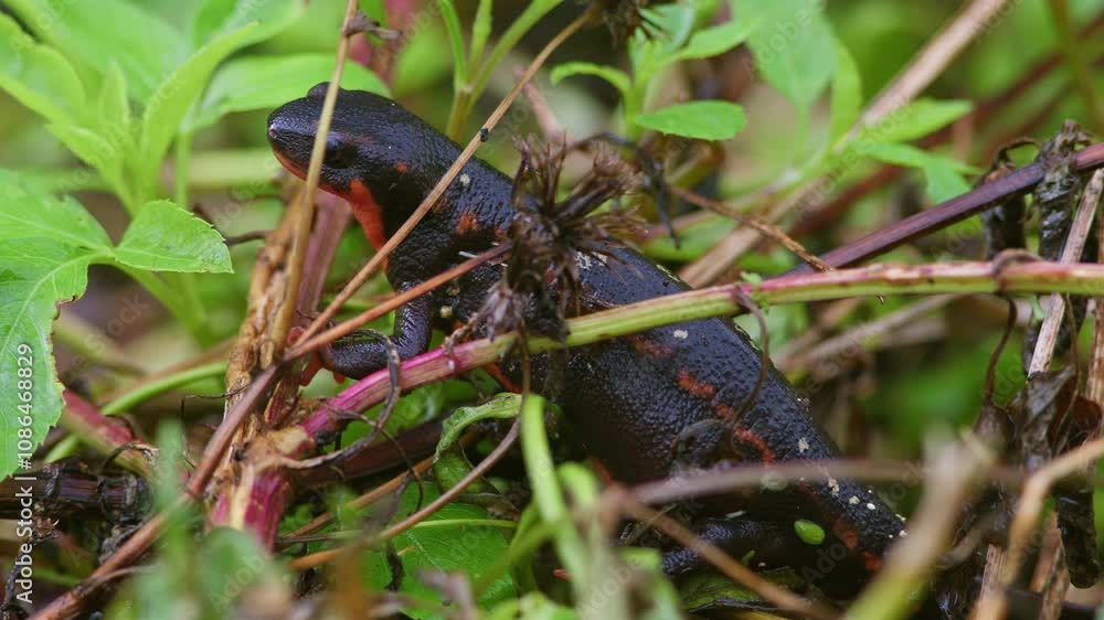 Sword-Tail Newt Resting with Fly. Sword-Tail Newt Resting with Fly.