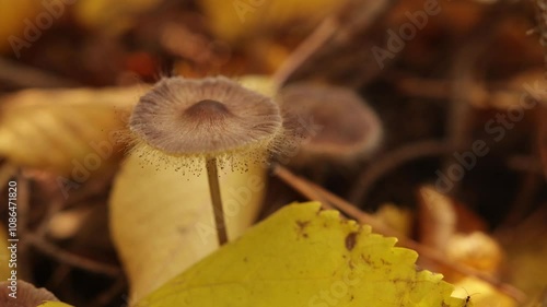 A close-up shot of a delicate mushroom growing amidst fallen autumn leaves on the forest floor, highlighting the intricate details of the fungi. Close-up of a small mushroom growing among autumn