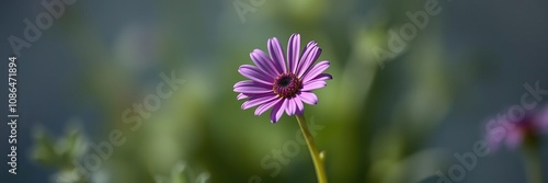 Low-key lighting shot of a single purple osteospermum flower against a blurred background, nature, purple photo