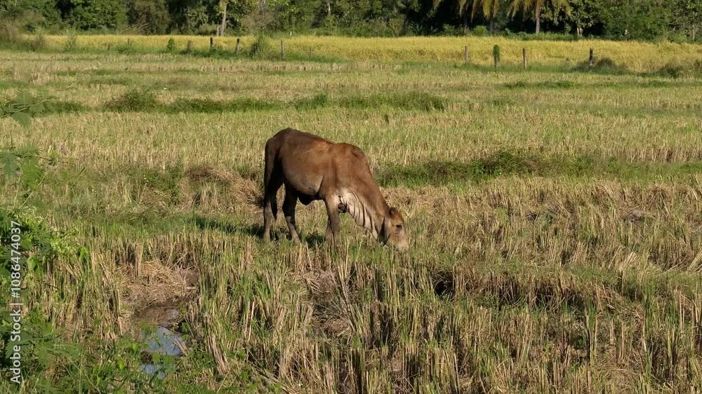 cows in the fields countryside thailand cows in the fields countryside thailand