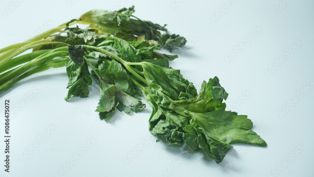 wilted celery leaf isolated on white. Withered celery can still be used for cooking or herbal medicine. wilted celery leaf isolated on white. Withered celery can still be used for cooking or herbal medicine.