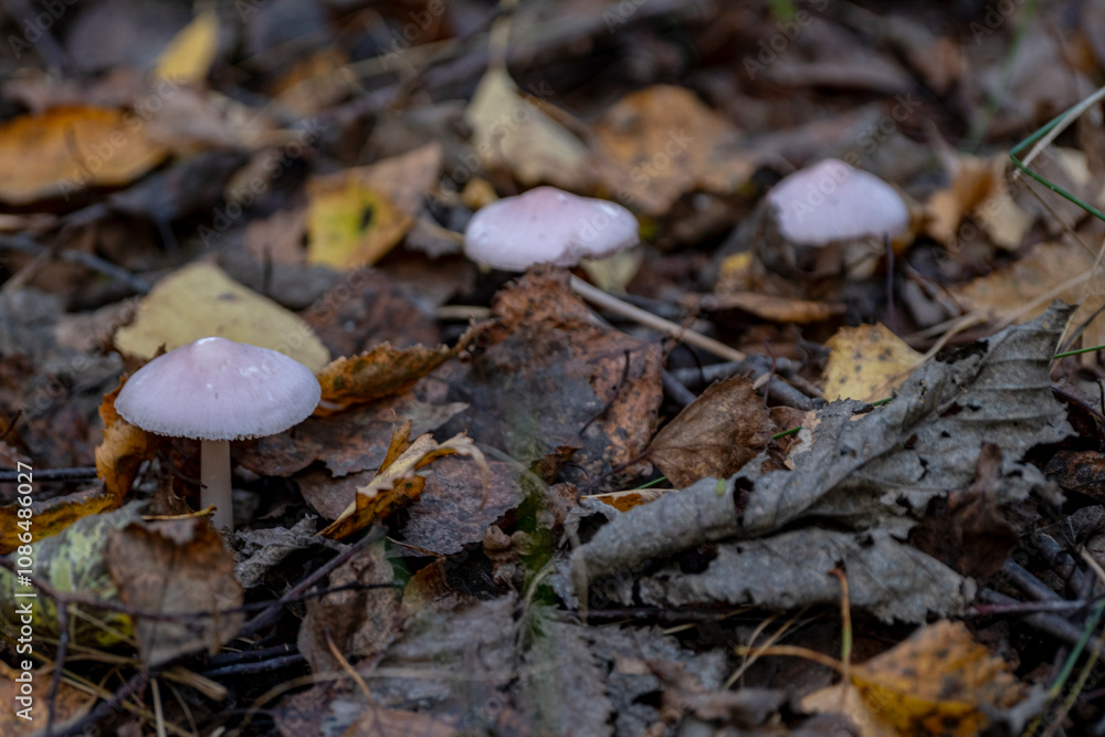 Mycena rosea, commonly known as the rosy bonnet Mycena rosea, commonly known as the rosy bonnet