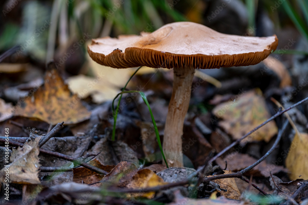 Lepista flaccida, Tawny Funnel-cap mushroom. Or may be some Clitocybe or Cortinarius sp. mushroom Lepista flaccida, Tawny Funnel-cap mushroom. Or may be some Clitocybe or Cortinarius sp. mushroom