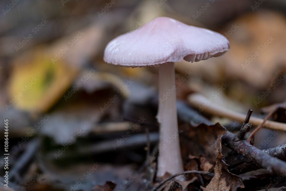 Mycena rosea, commonly known as the rosy bonnet Mycena rosea, commonly known as the rosy bonnet